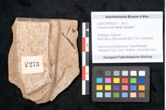 Foto (Objekt + Etikett) von Araucaria sternbergii Goeppert (NHMW-GEO-2024-0188-8273)